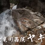 大蛇尾川西俣・ヤギ滝 ~栃木県・那須塩原市~